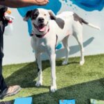 An image of Zena. Zena is a Great Dane.