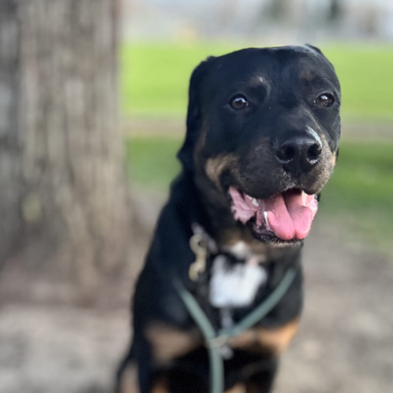 An image of True. True is a Rottweiler/Mix.