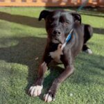 An image of George. George is a Terrier, Pit Bull.