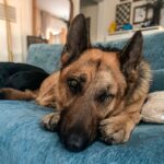 An image of Boy. Boy is a Shepherd, German.