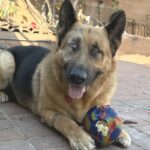 An image of Boy. Boy is a Shepherd, German.