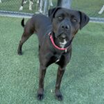 An image of Billie. Billie is a Terrier, Pit Bull.