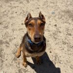 An image of Bruno Mars. Bruno Mars is a Mixed Breed (Large).