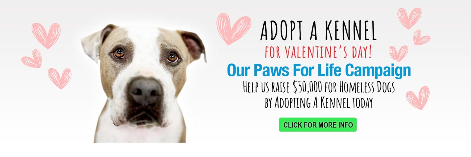 Send a Paws for life mother's day card to a friend of loved one. Click for more information