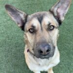 Toro is a Shepherd, German/Mixed Breed (Medium).