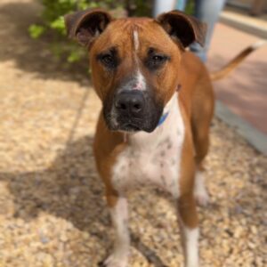 Tito is a Terrier, Pit Bull.