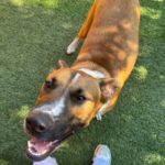 Tito is a Terrier, Pit Bull.