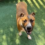 Tito is a Terrier, Pit Bull.