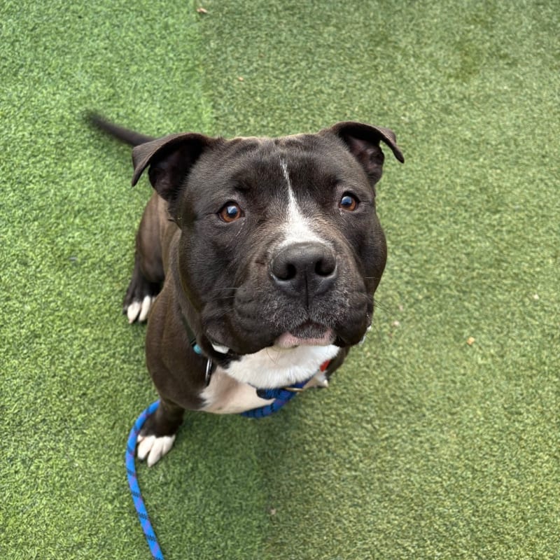 Humble is a Terrier, Pit Bull/Mixed Breed (Large).