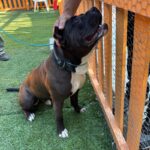 Humble is a Terrier, Pit Bull/Mixed Breed (Large).