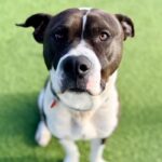 Lucky is a Terrier, Pit Bull.