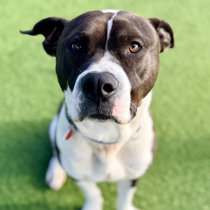 Lucky is a Terrier, Pit Bull.