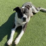 Lucky is a Terrier, Pit Bull.