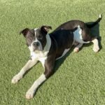 Lucky is a Terrier, Pit Bull.