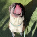 Lucky is a Terrier, Pit Bull.