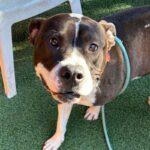 Lucky is a Terrier, Pit Bull.