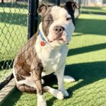 Oreo is a Terrier, American Staffordshire.