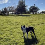 Oreo is a Terrier, American Staffordshire.
