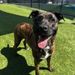 Lucy is a Terrier, Pit Bull.