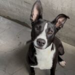 Lenny is a Terrier, Pit Bull.