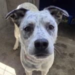 Pebbles is a Pointer.