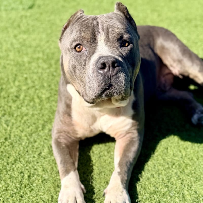 Bruce is a Terrier, Pit Bull.