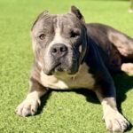 Bruce is a Terrier, Pit Bull.