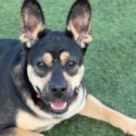 Beatrice is a Shepherd.