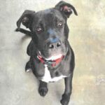 Opie is a Retriever, Labrador/Terrier, Pit Bull.