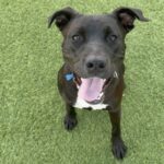 Opie is a Retriever, Labrador/Terrier, Pit Bull.