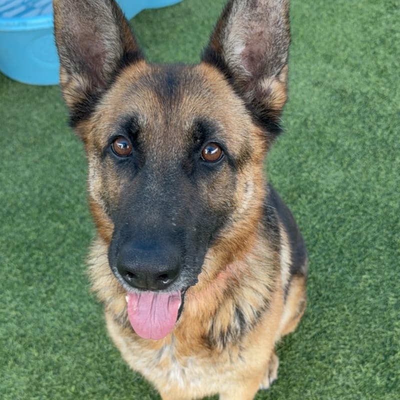 Ava is a Shepherd, German.