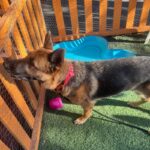 Ava is a Shepherd, German.