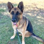 Ava is a Shepherd, German.