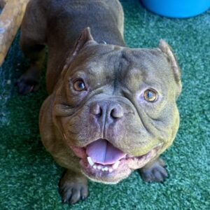 Bartholomew is a Bulldog, French.