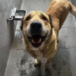 Scarlett is a Shepherd, Anatolian.