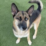 Courage is a Shepherd, German/Mixed Breed (Large).