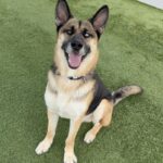 Courage is a Shepherd, German/Mixed Breed (Large).