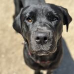 Juniper is a Retriever, Black Labrador/Mixed Breed (Large).