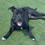 Stanley is a Terrier, Pit Bull/Mixed Breed (Large).