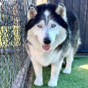 Joshua/mochi is a Malamute, Alaskan/Mixed Breed (Large).