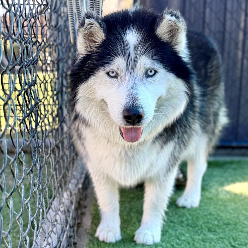 Joshua/mochi is a Malamute, Alaskan/Mixed Breed (Large).