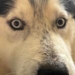 Joshua/mochi is a Malamute, Alaskan/Mixed Breed (Large).
