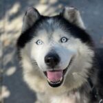 Joshua/mochi is a Malamute, Alaskan/Mixed Breed (Large).