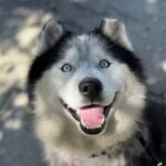 Joshua/mochi is a Malamute, Alaskan/Mixed Breed (Large).