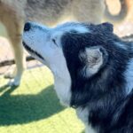 Joshua/mochi is a Malamute, Alaskan/Mixed Breed (Large).