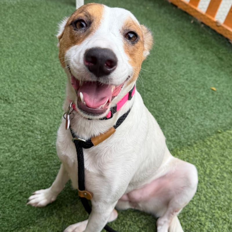 Sandy is a Retriever, Labrador/Mixed Breed (Medium).