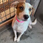 Sandy is a Retriever, Labrador/Mixed Breed (Medium).