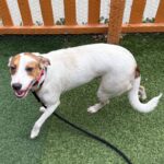 Sandy is a Retriever, Labrador/Mixed Breed (Medium).