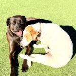 Sandy is a Retriever, Labrador/Mixed Breed (Medium).