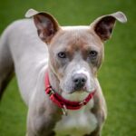 Frankie is a Terrier, Pit Bull.